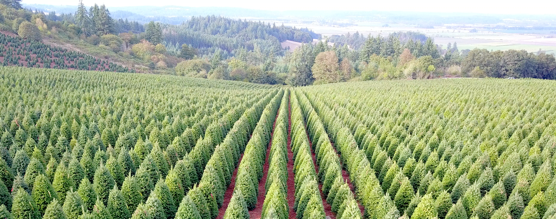 Premier Christmas Tree farm pic